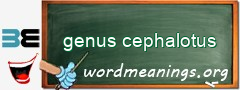 WordMeaning blackboard for genus cephalotus